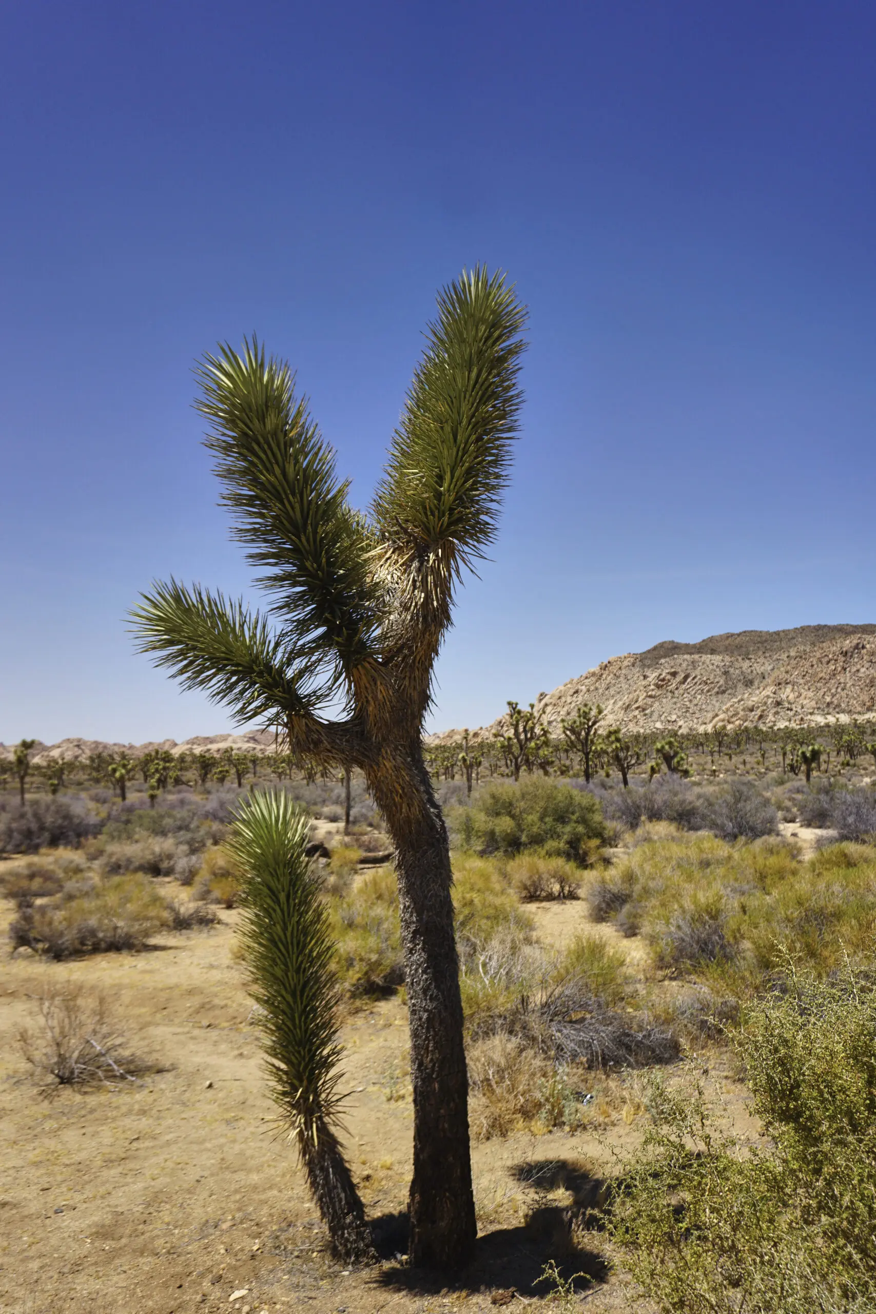 Wandbild (3844) Joshua Tree präsentiert: Landschaften,Amerika