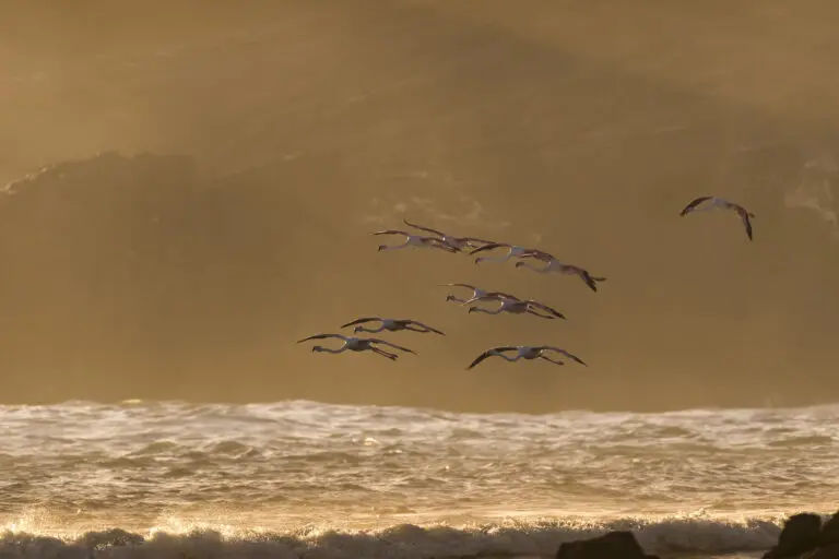 Fly Flamingo