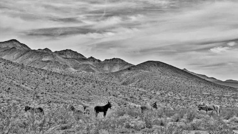 wild donkeys