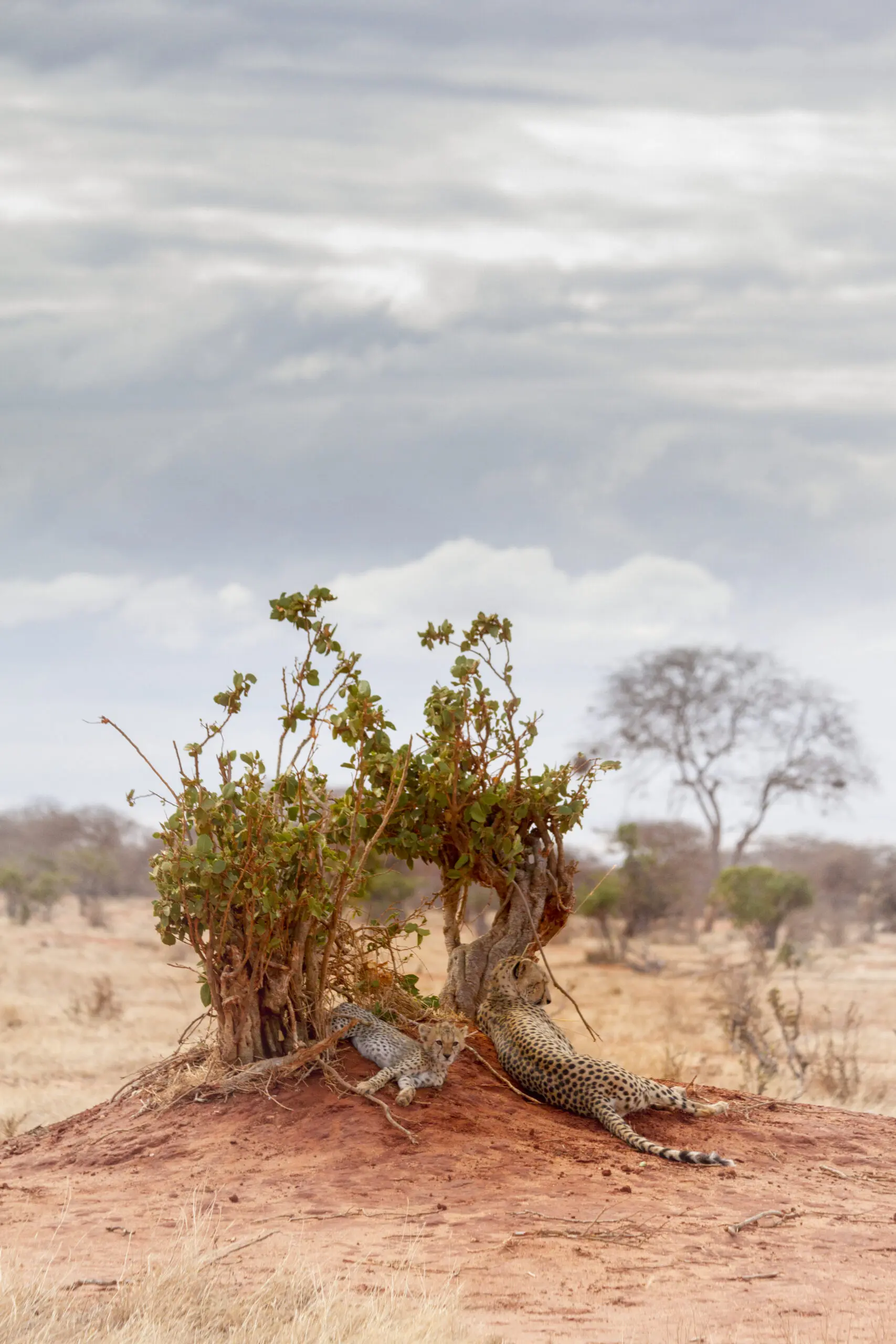 Wandbild (3857) Cheetahs… präsentiert: Landschaften,Aus Afrika