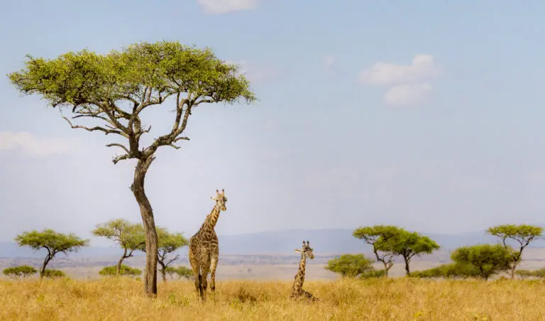 Giraffen 2