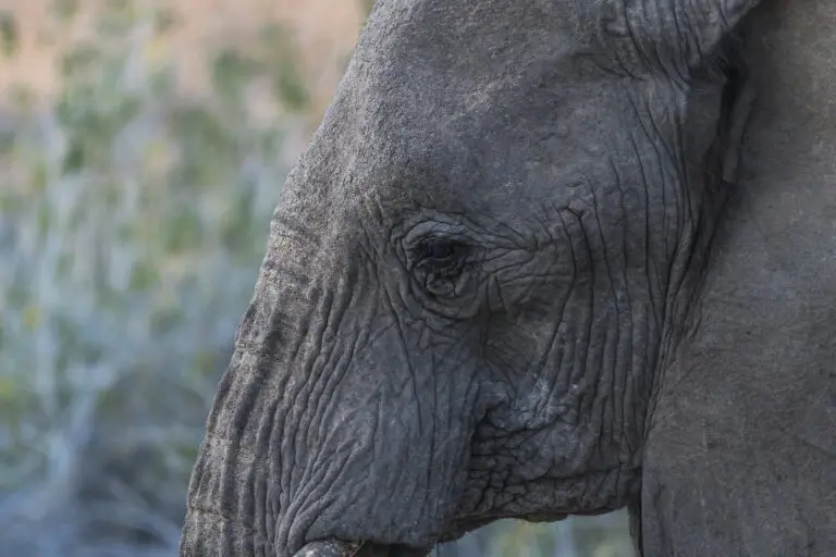 Elephant Eye