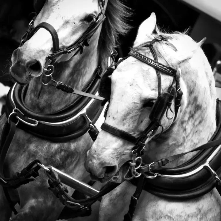 Two Horses
