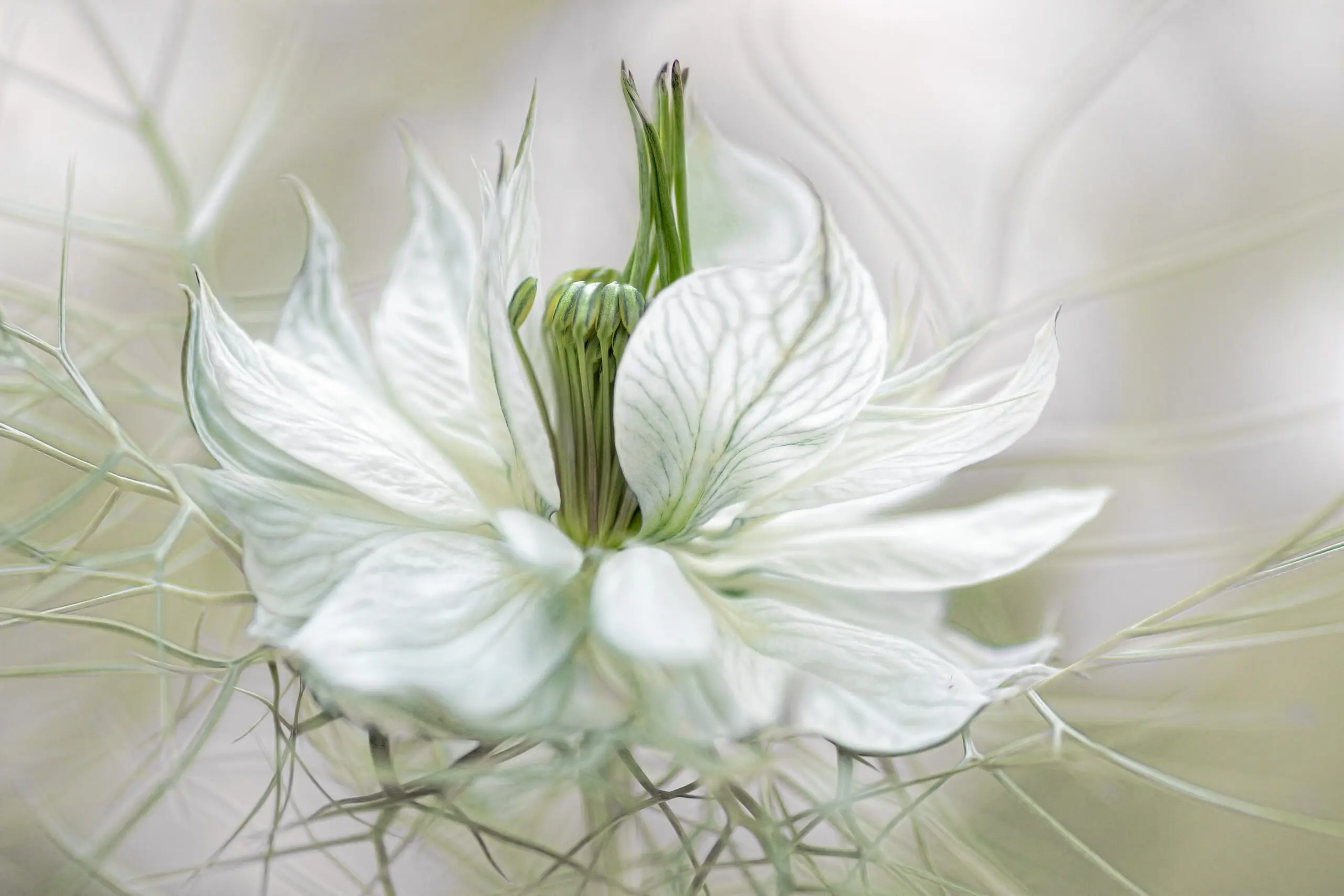 Wandbild (4022) Nigella präsentiert: Natur,Blumen und Bl&uuml;ten,Makro