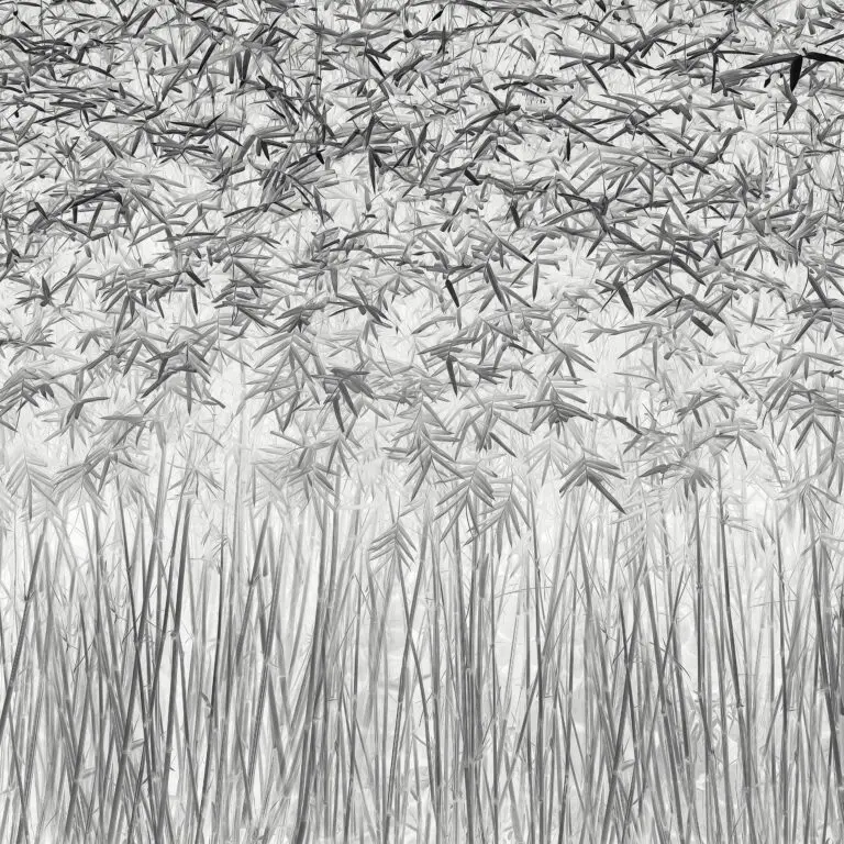  (4023) Parallelism präsentiert: Abstrakt, Gräser, Natur, Sonstige Pflanzen