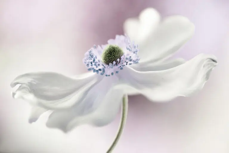  (4025) Anemone breeze präsentiert:  
