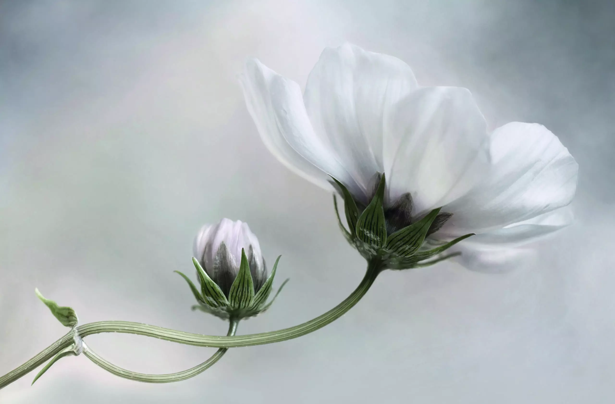 Wandbild (4026) Cosmos präsentiert: Natur,Blumen und Bl&uuml;ten,Makro