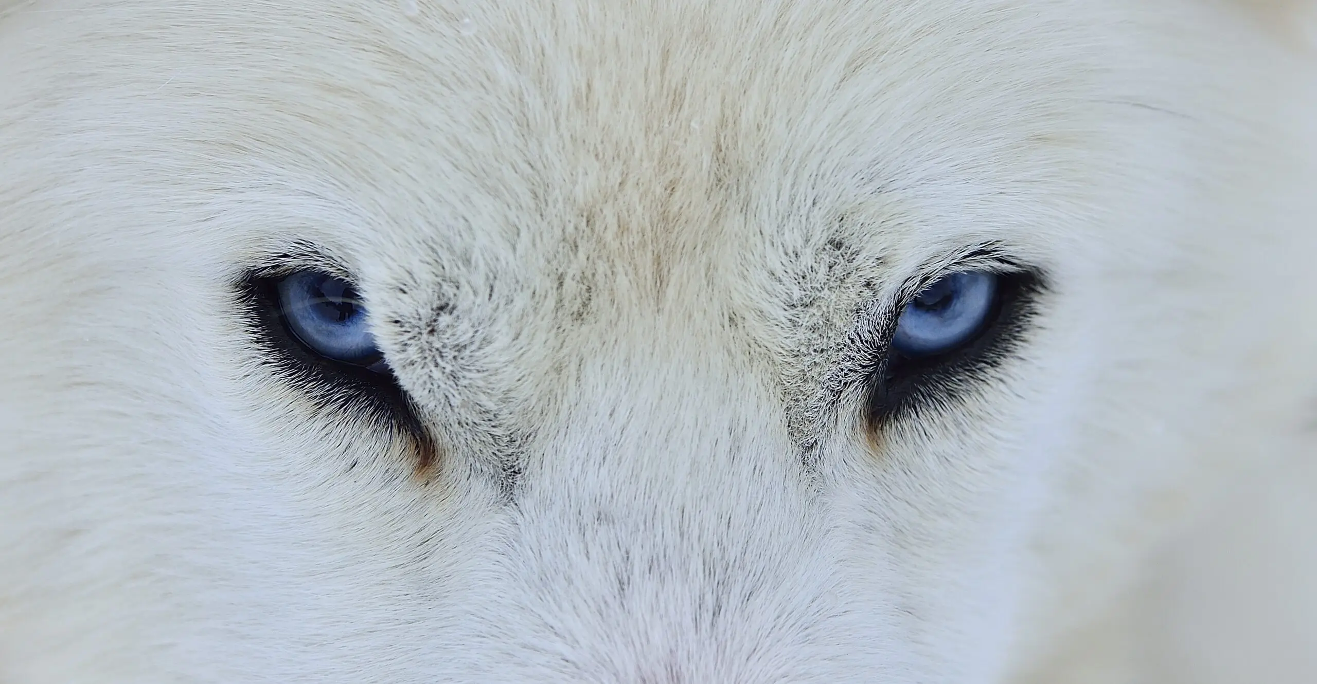 Mirada azul