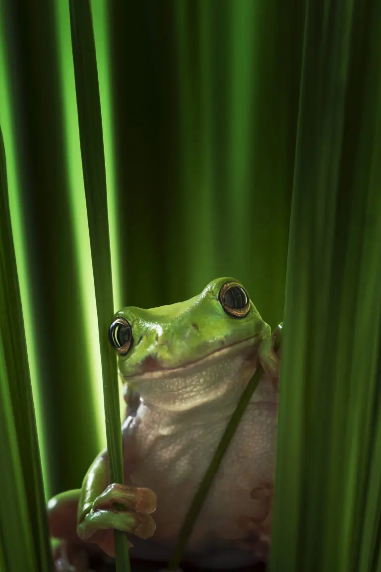 Green Frog