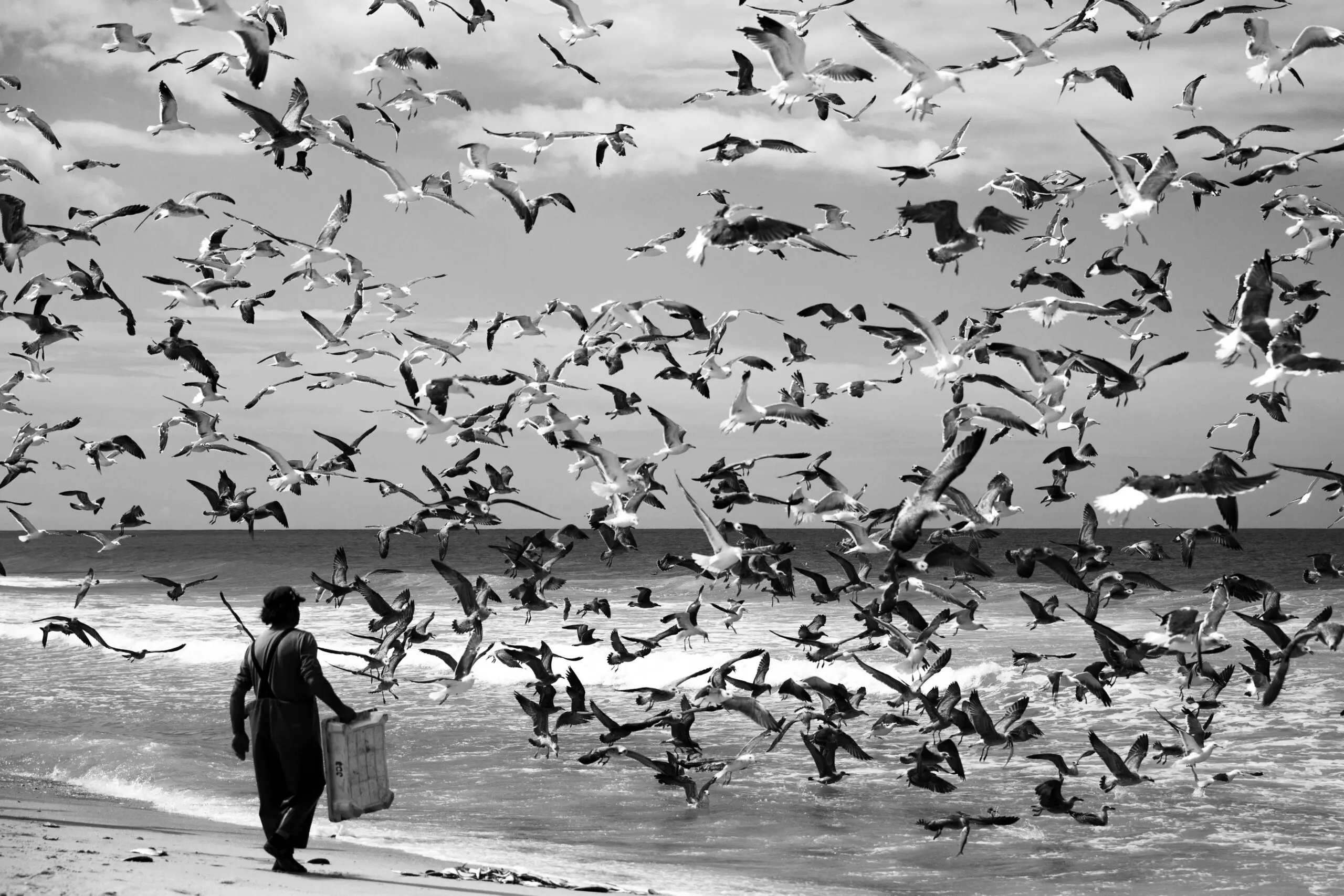 Wandbild (4055) Birds birds präsentiert: Menschen,Wasser,Tiere,Reportagen,Männer,Meere