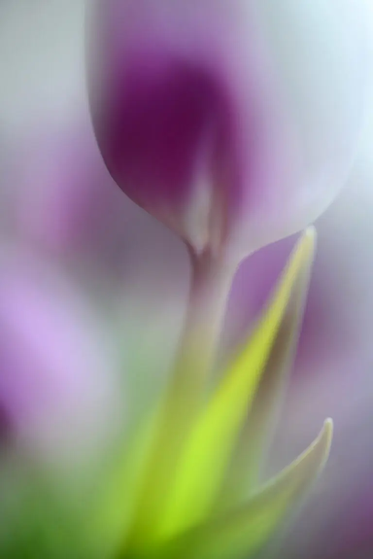  (4057) Soft secrets präsentiert: Blumen und Blüten, Makro, Natur