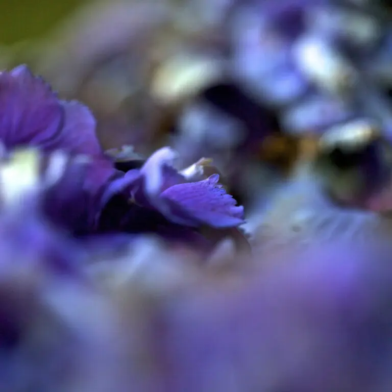  (4087) Velvet Tenderness präsentiert: Abstrakt, Blumen und Blüten, Details und Strukturen, Floral, Kreatives, Modern, Natur, Pflanzen, Sonstige Naturdetails, Sonstiges Kreatives, Stillleben