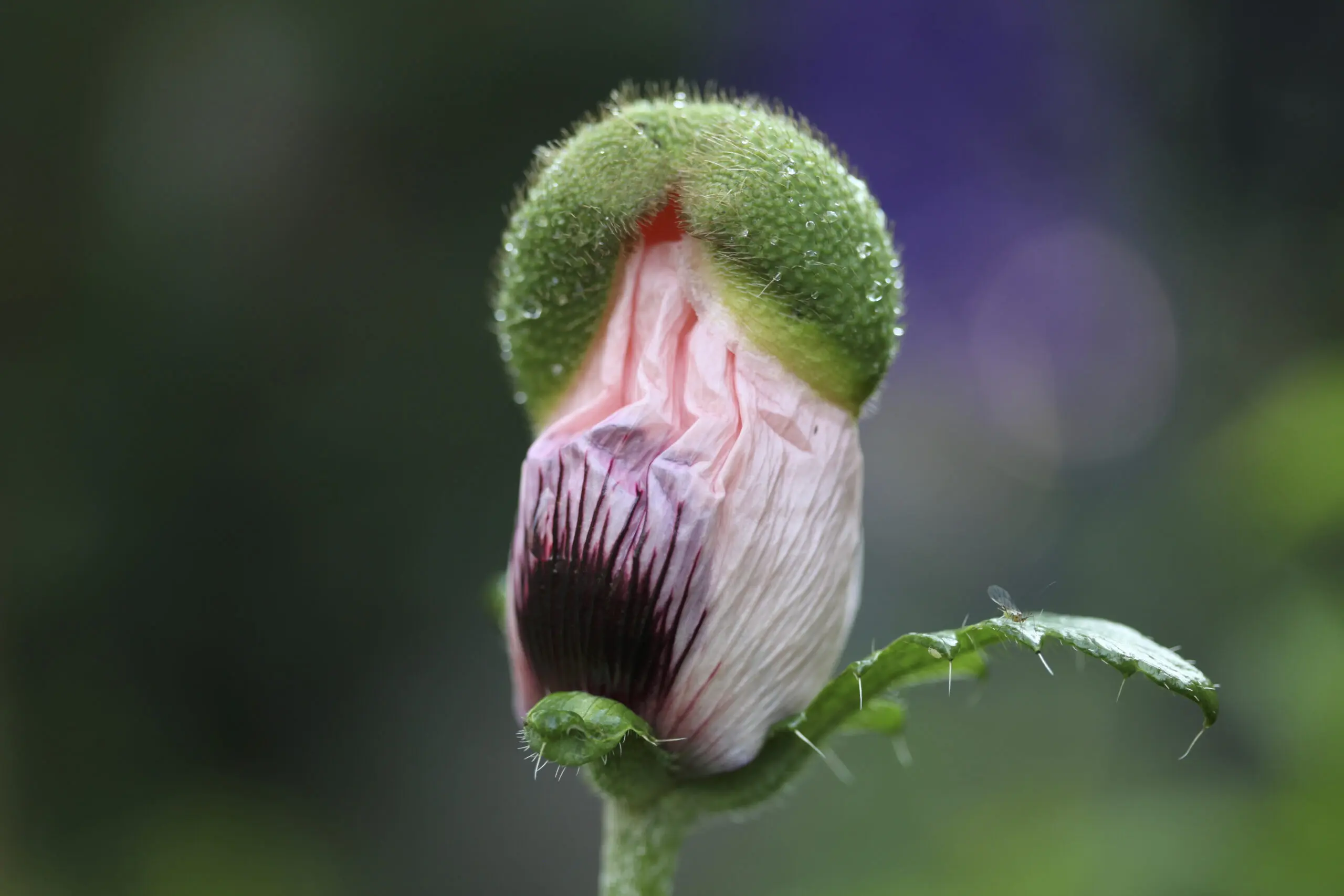 Wandbild (4062) Hut ab ! präsentiert: Natur,Blumen und Bl&uuml;ten