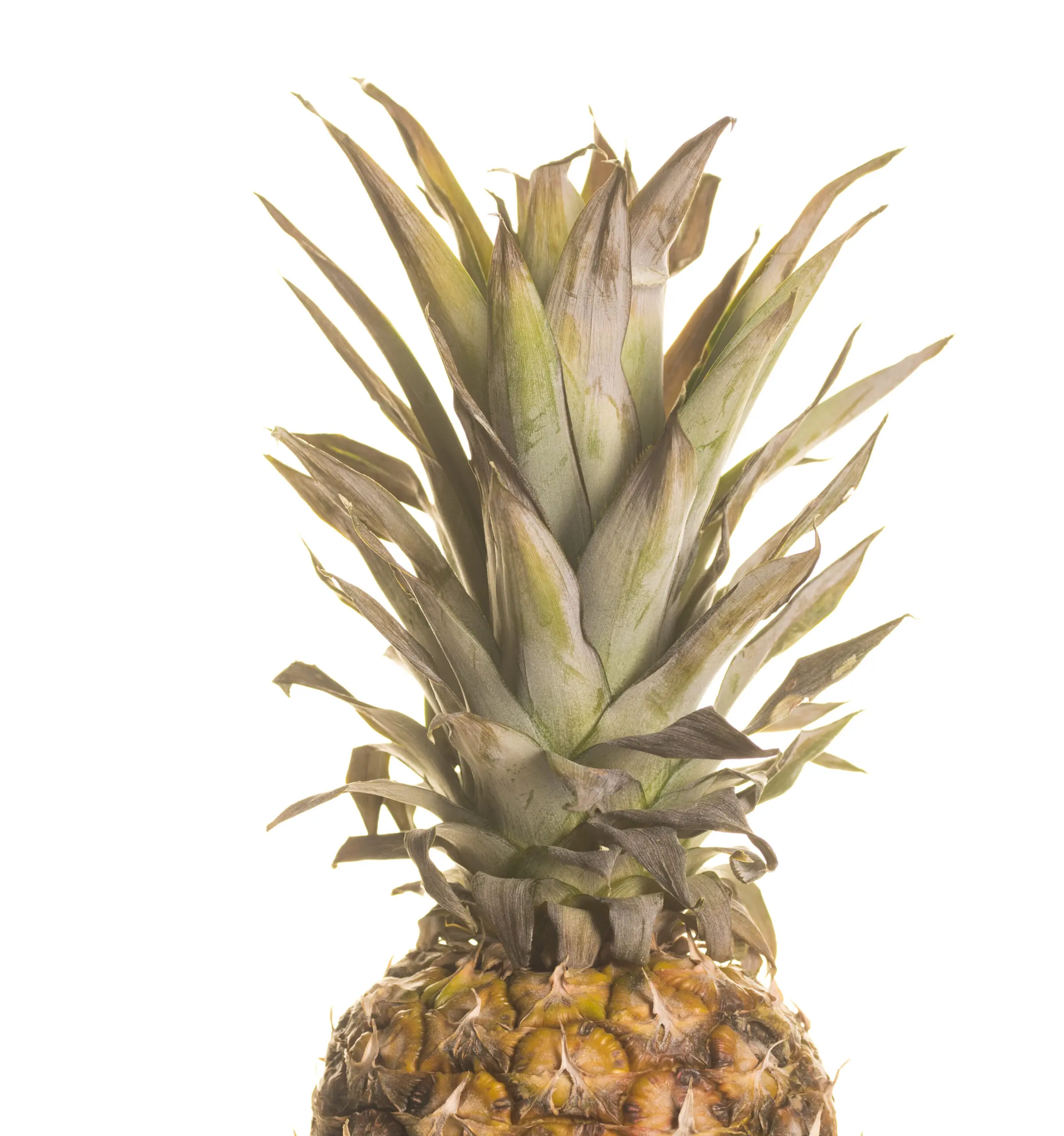 Wandbild (4119) Halbe Ananas präsentiert: Stillleben,Kreatives,Essen und Getränke,Modern