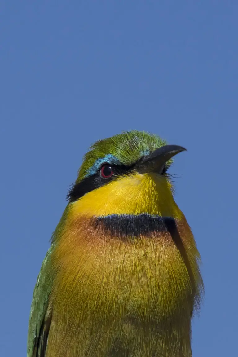 Bunter Vogel