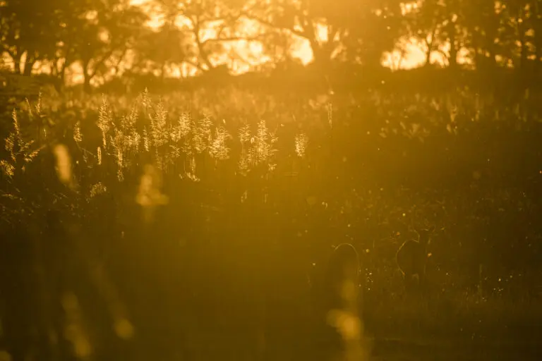 African golden Sunset