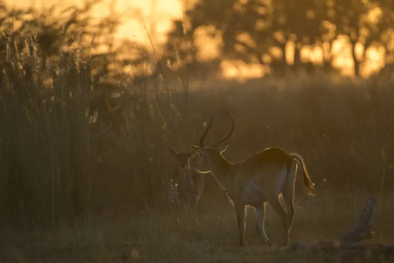Golden Sunset