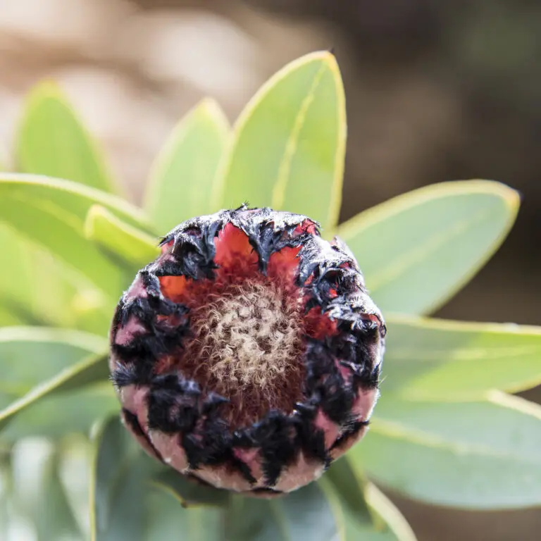 young protea