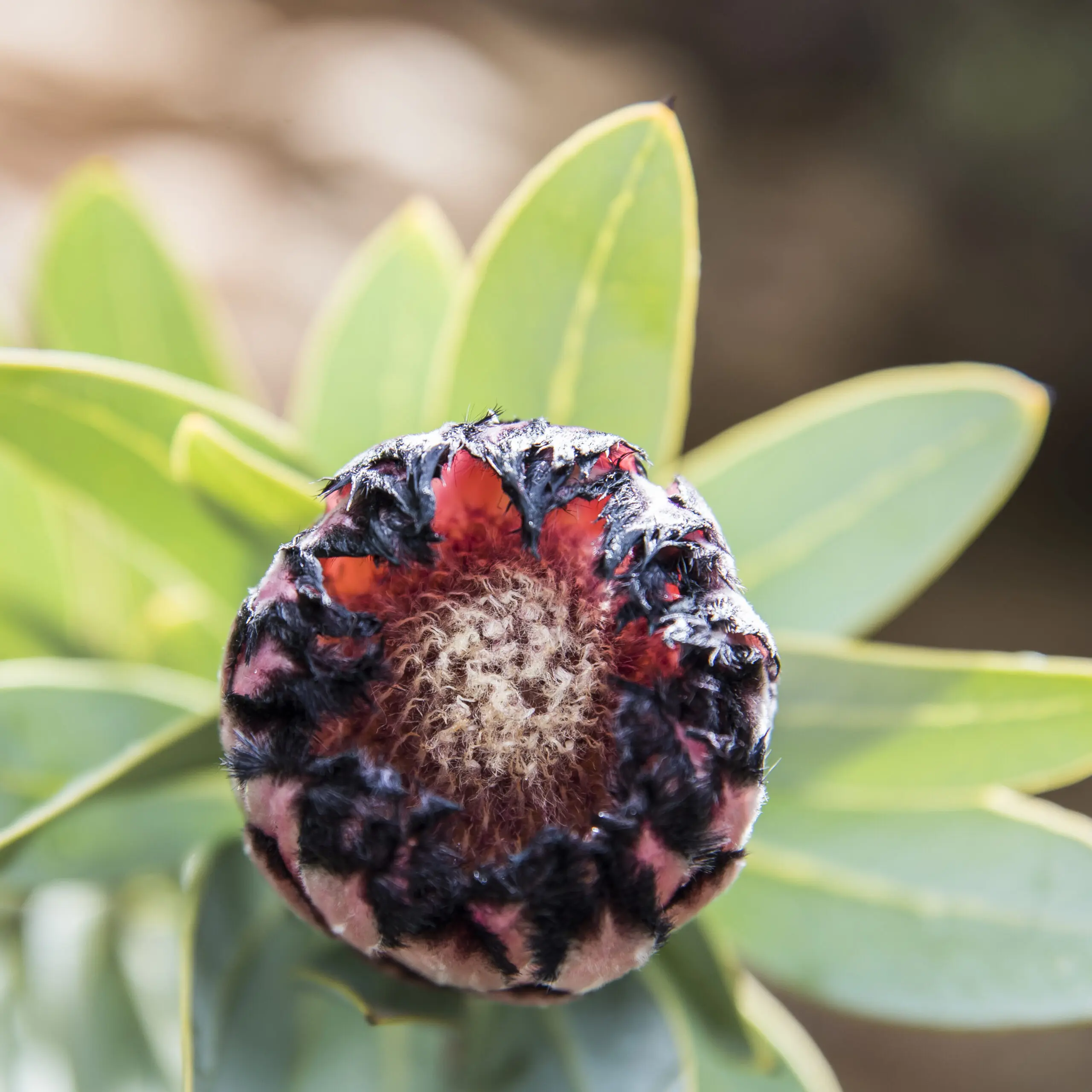 Wandbild (4256) young protea präsentiert: Details und Strukturen,Natur,Pflanzen