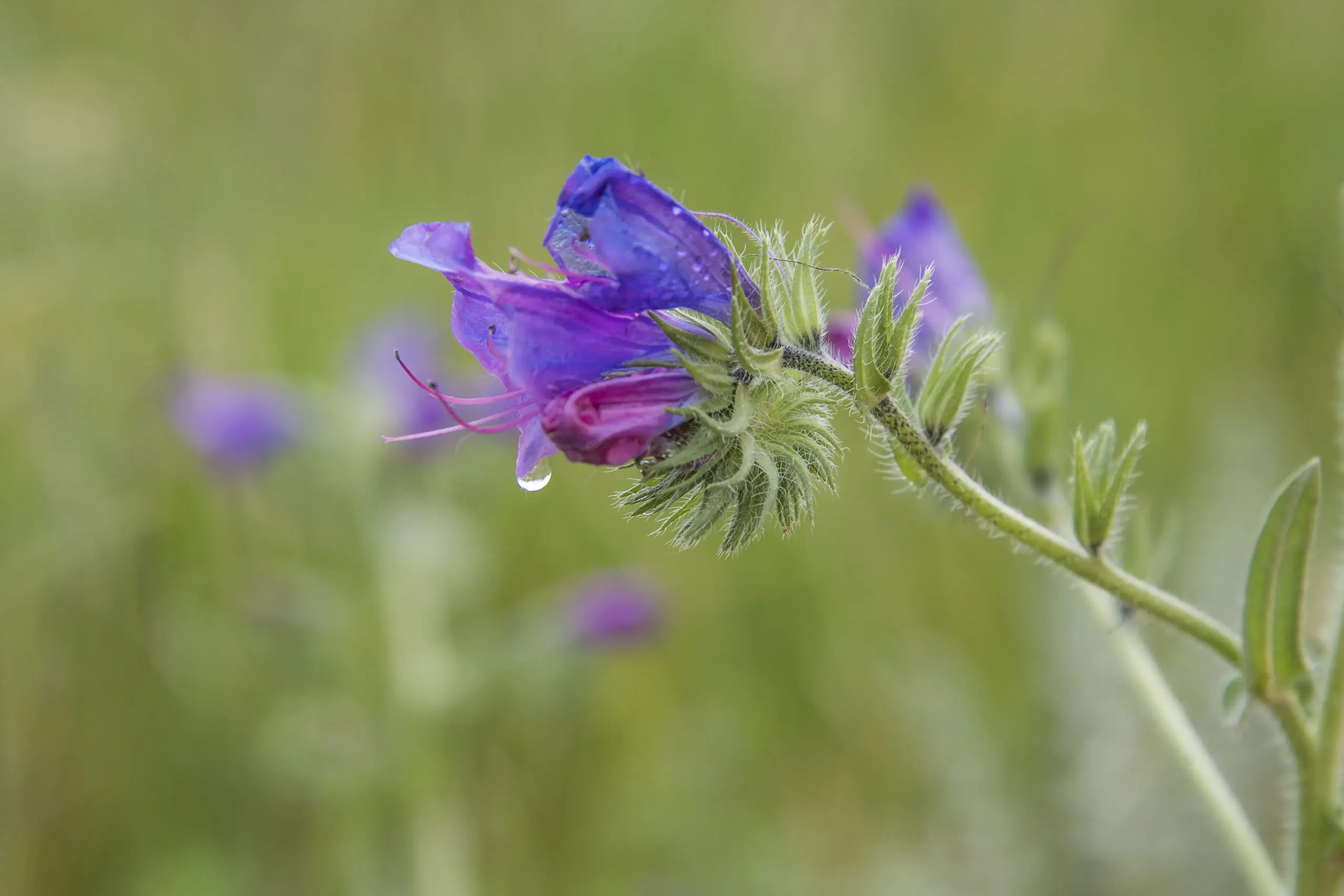 Wandbild (4253) Geschwister präsentiert: Natur,Blumen und Blüten