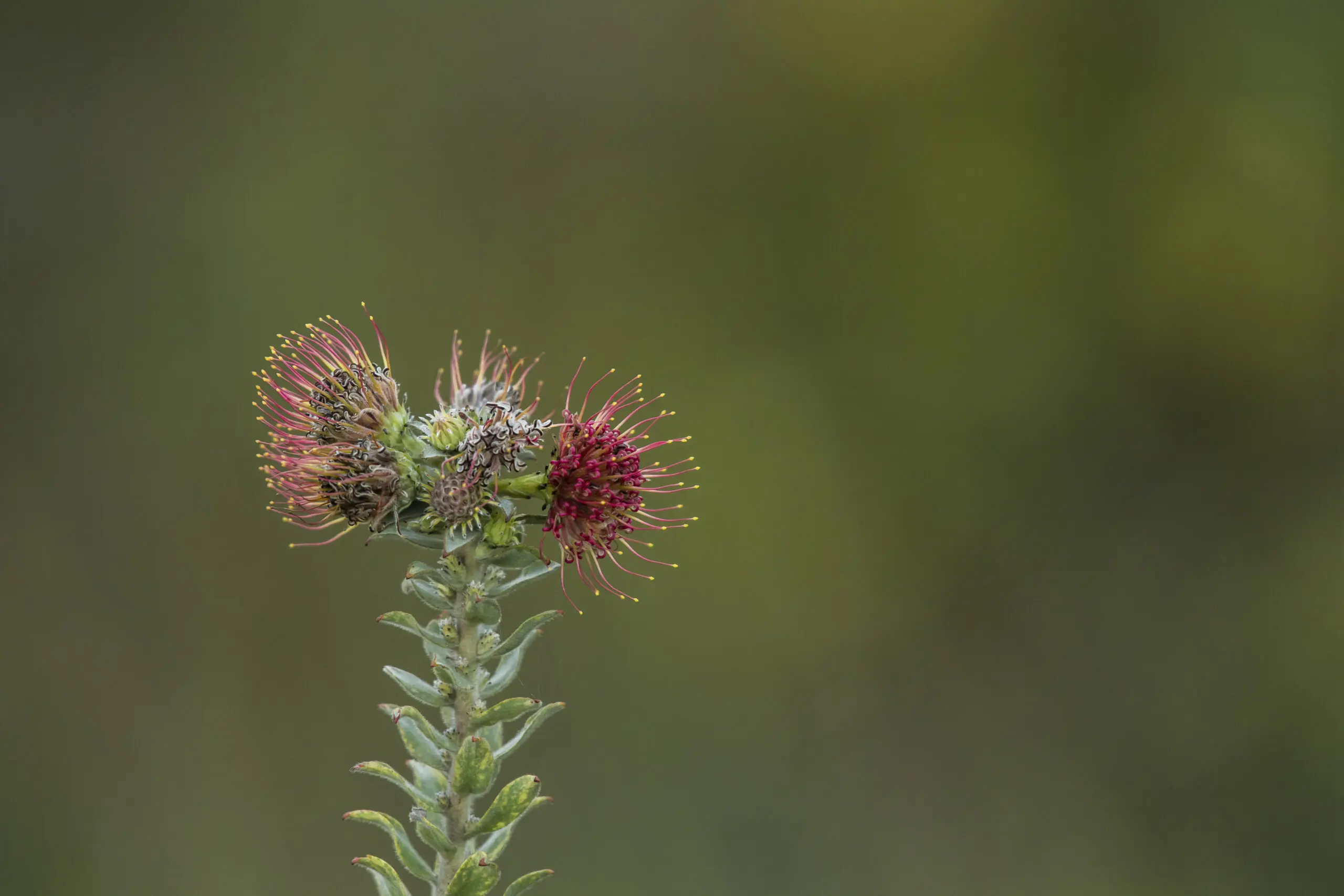 Wandbild (4264) Needles präsentiert: Natur,Blätter