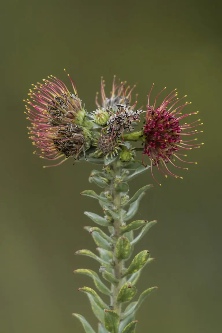 Red Needles