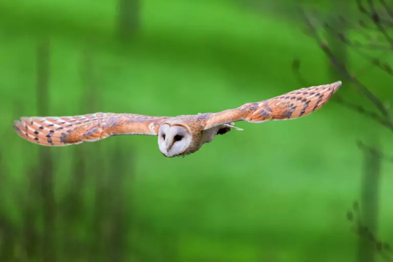 Eulenflug