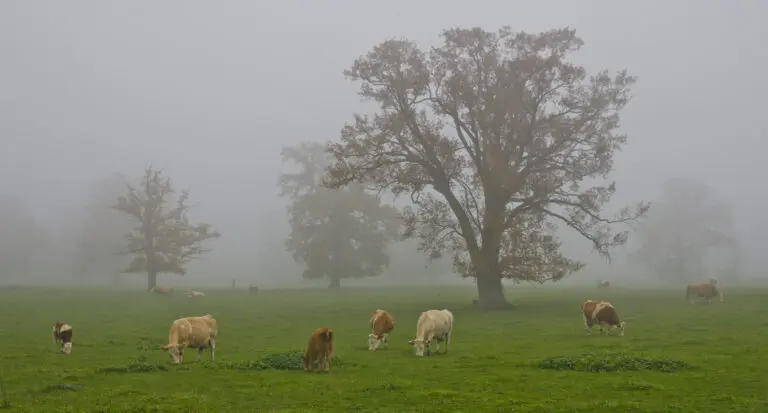 Kühe im Nebel