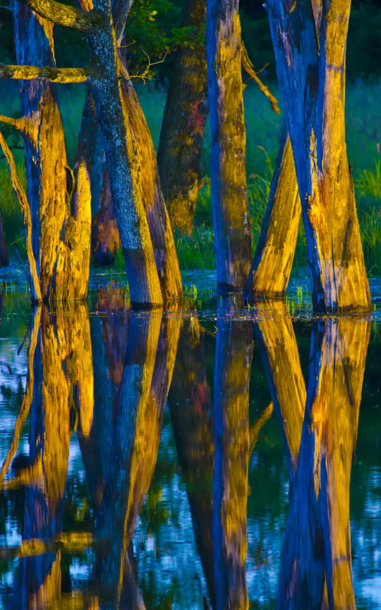 Bäume im Wasser