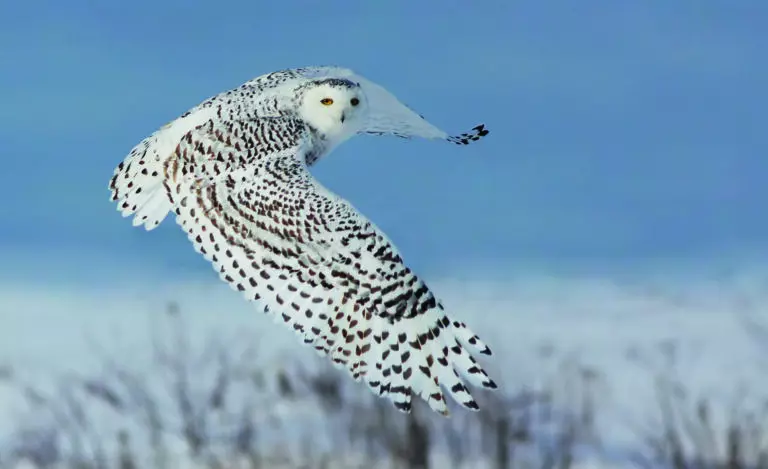  (4357) Snowy Owl präsentiert:  
