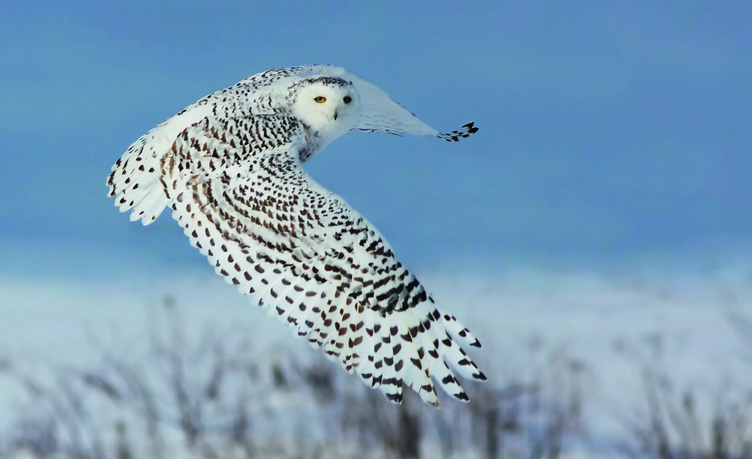 Snowy Owl