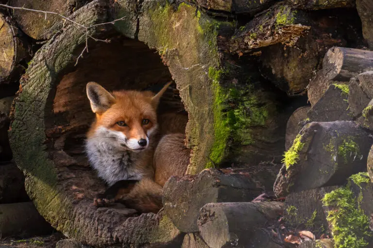  (4365) Fox präsentiert:  