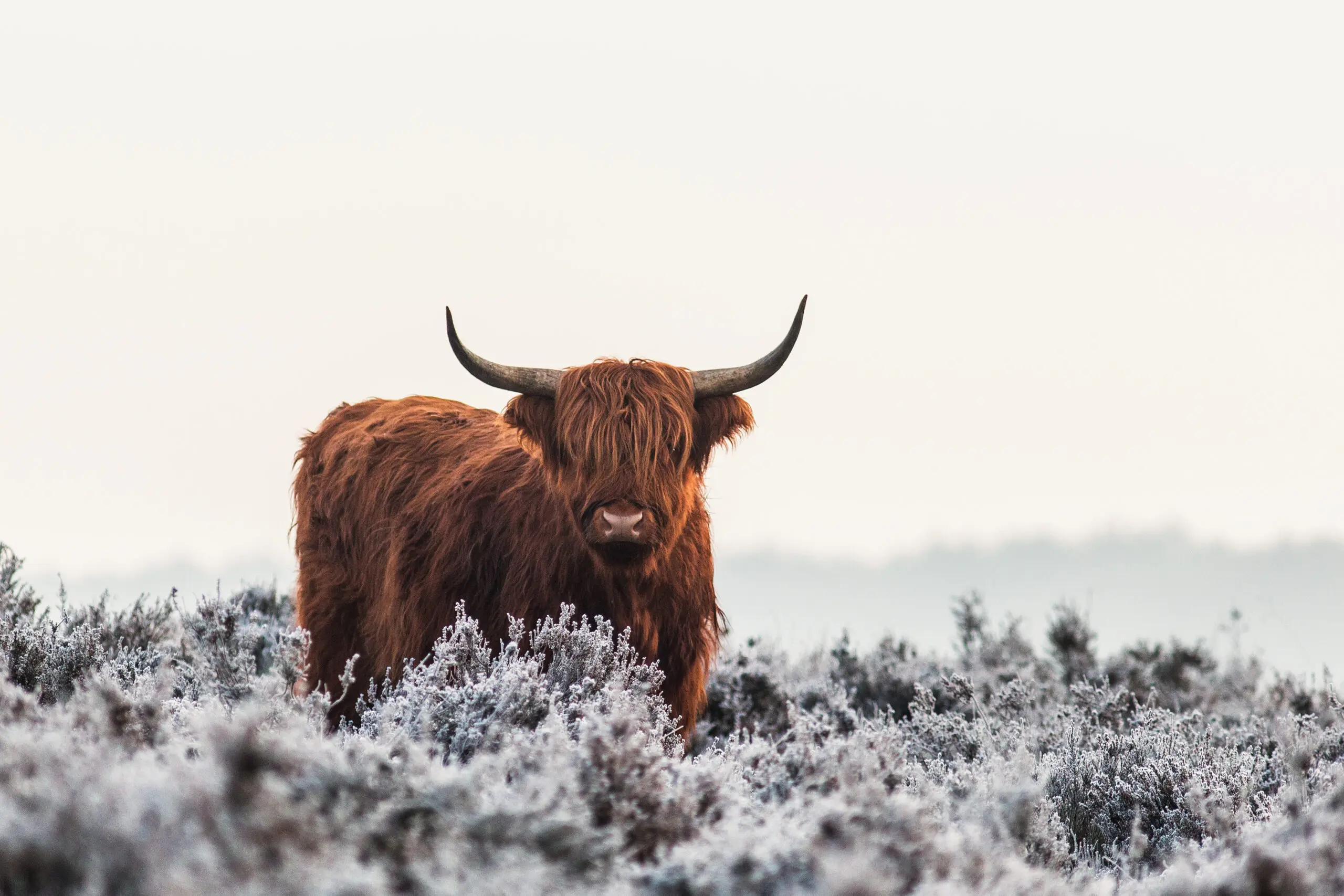 Wandbild (4371) Highlander präsentiert: Tiere,Sonstige Tiere