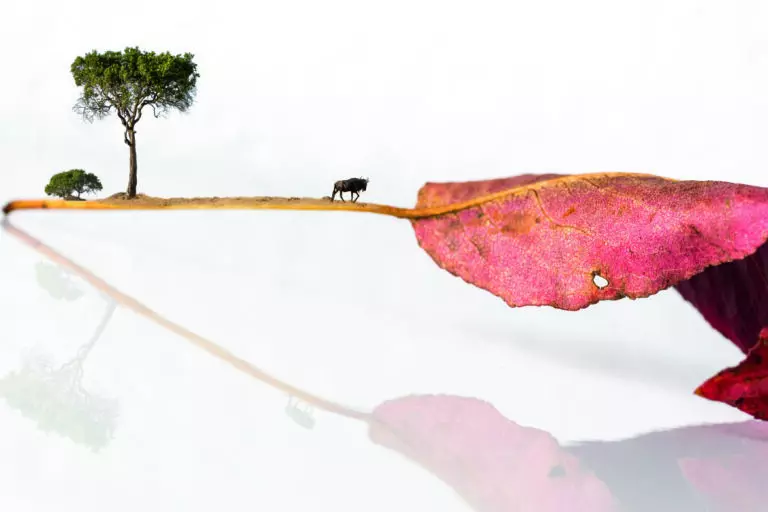 the animal leaves II