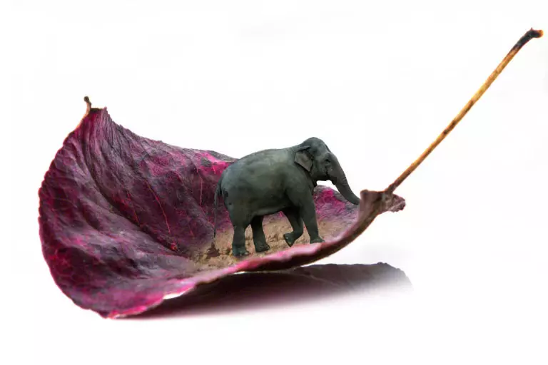 elefant up