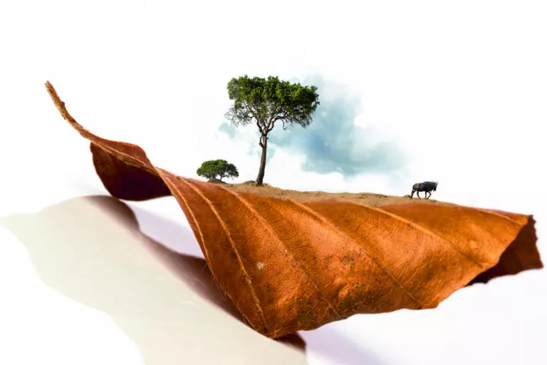 the animal leaves I