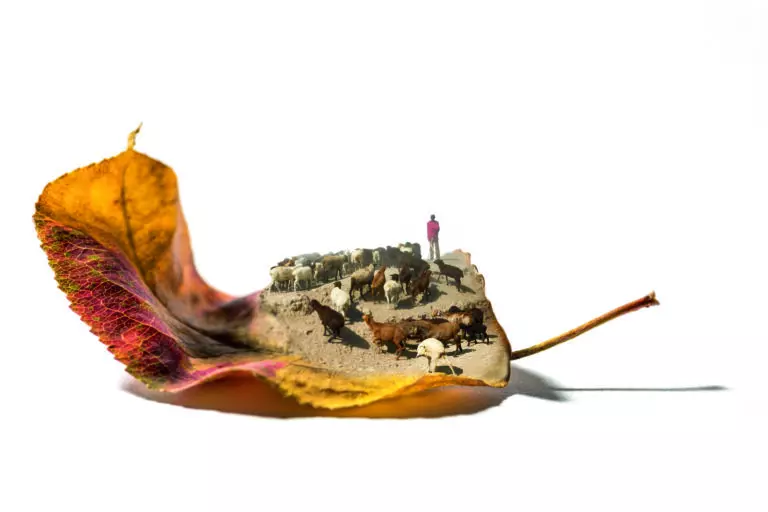leaf in the desert