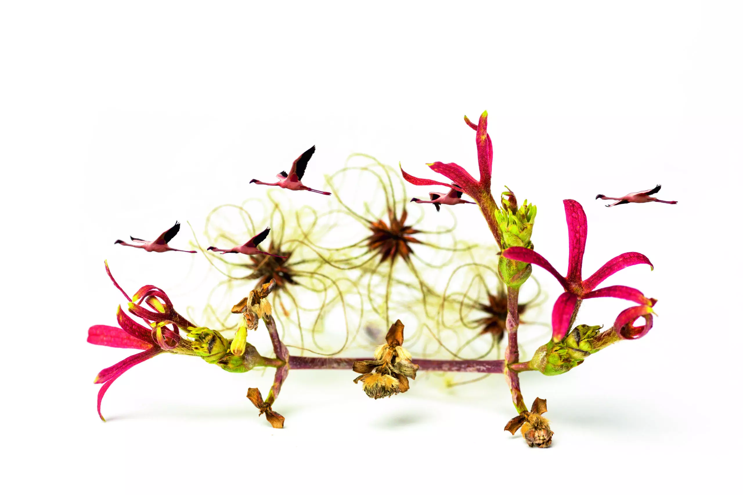 Wandbild (4379) Flamingos in the green präsentiert: Kreatives,Sonstiges Kreatives