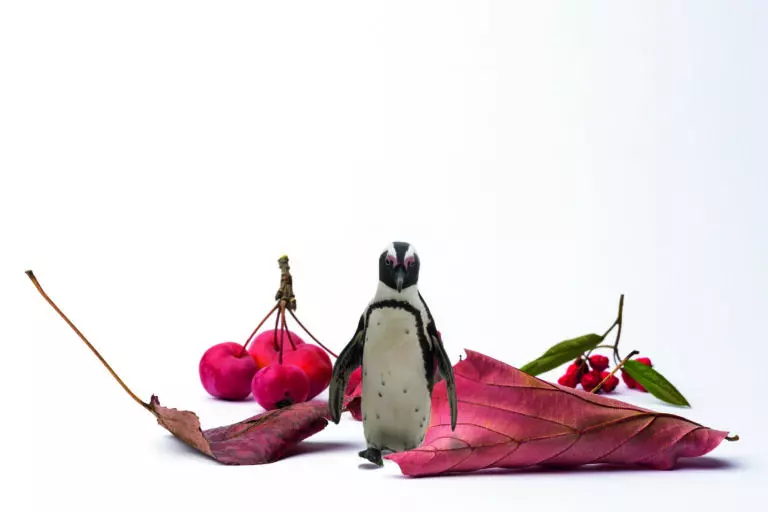 WeissPinguin