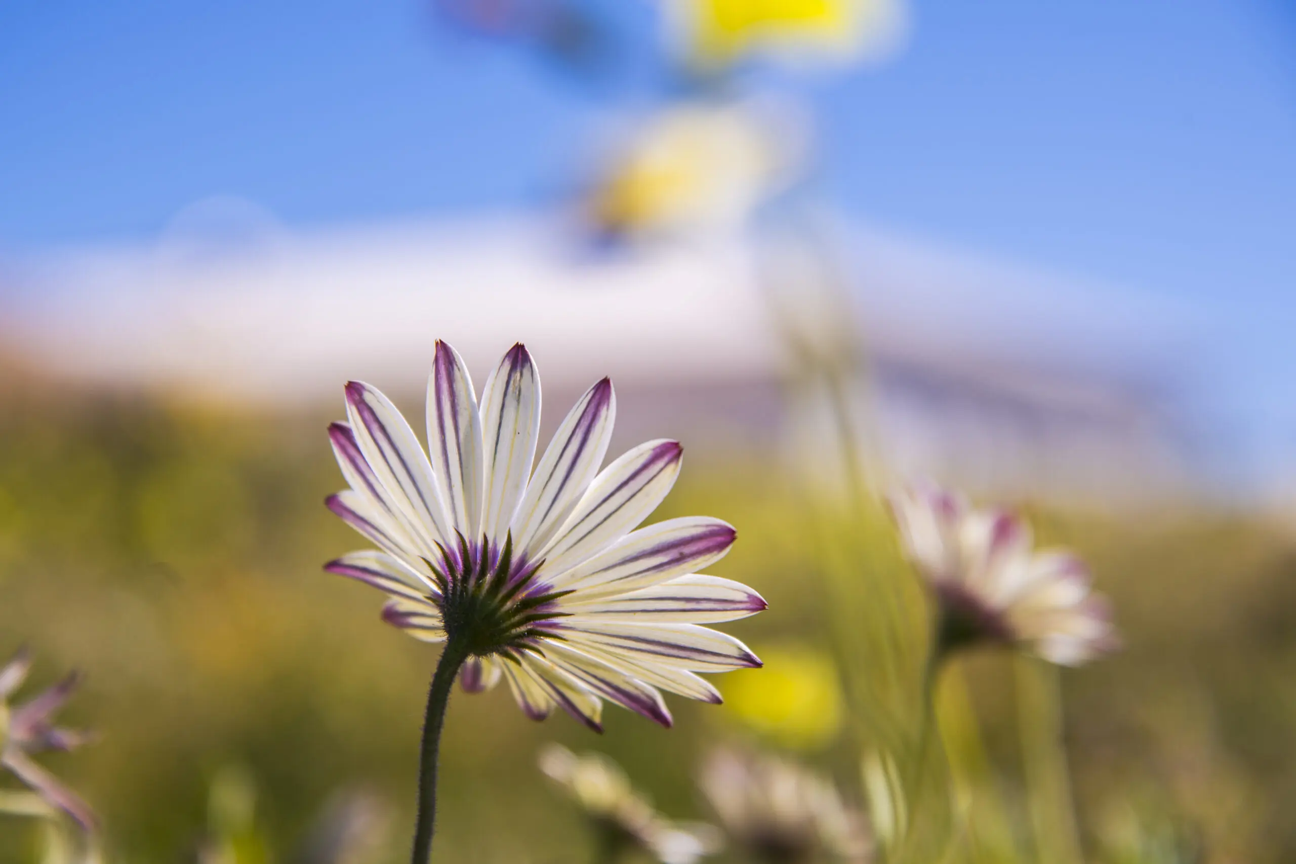 Wandbild (4429) Lila Daisy präsentiert: Natur,Blumen und Blüten