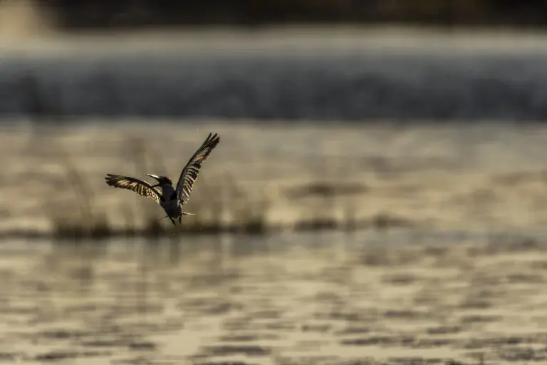 Dancing Bird