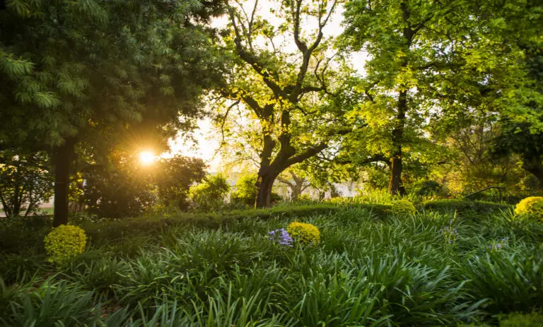  (4435) Sunny Garden präsentiert: Afrika, Landschaften, Natur, Parkanlagen und Gärten, Wälder