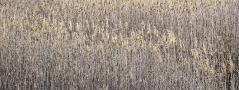 Riet