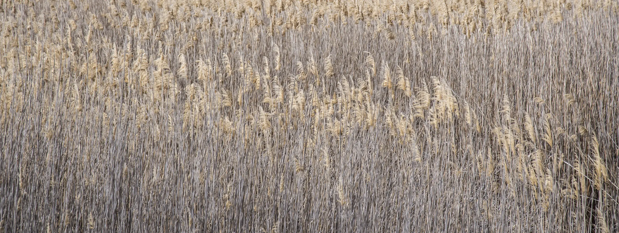 Wandbild (4434) Riet präsentiert: Natur,Gräser