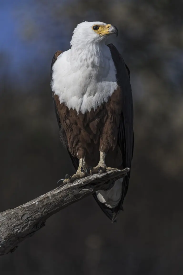 African Eagle