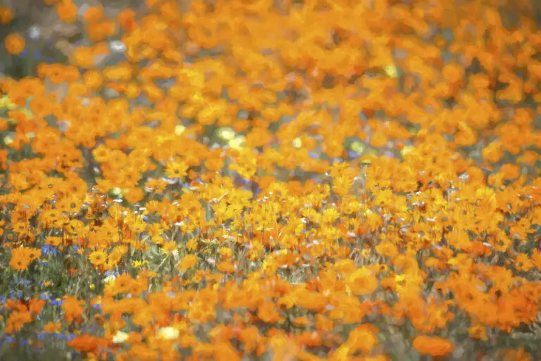 Power Orange