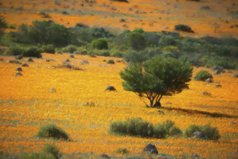Orange Land