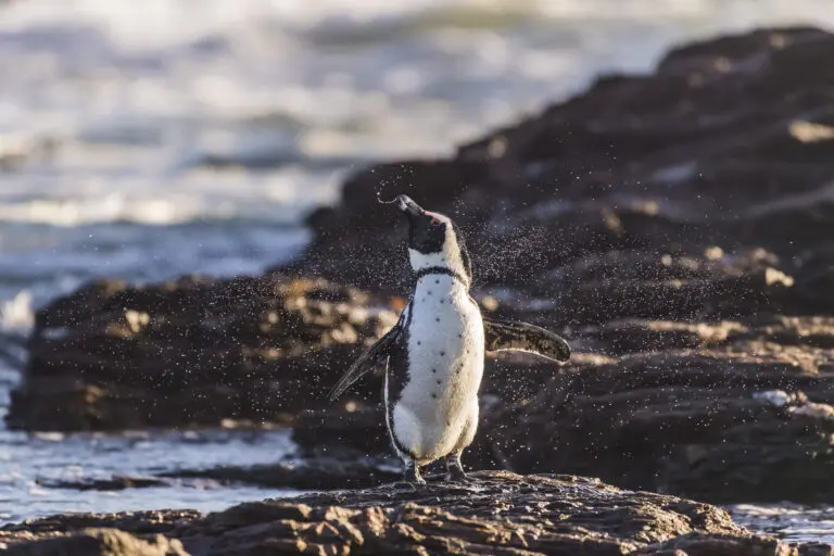 Pinguin 