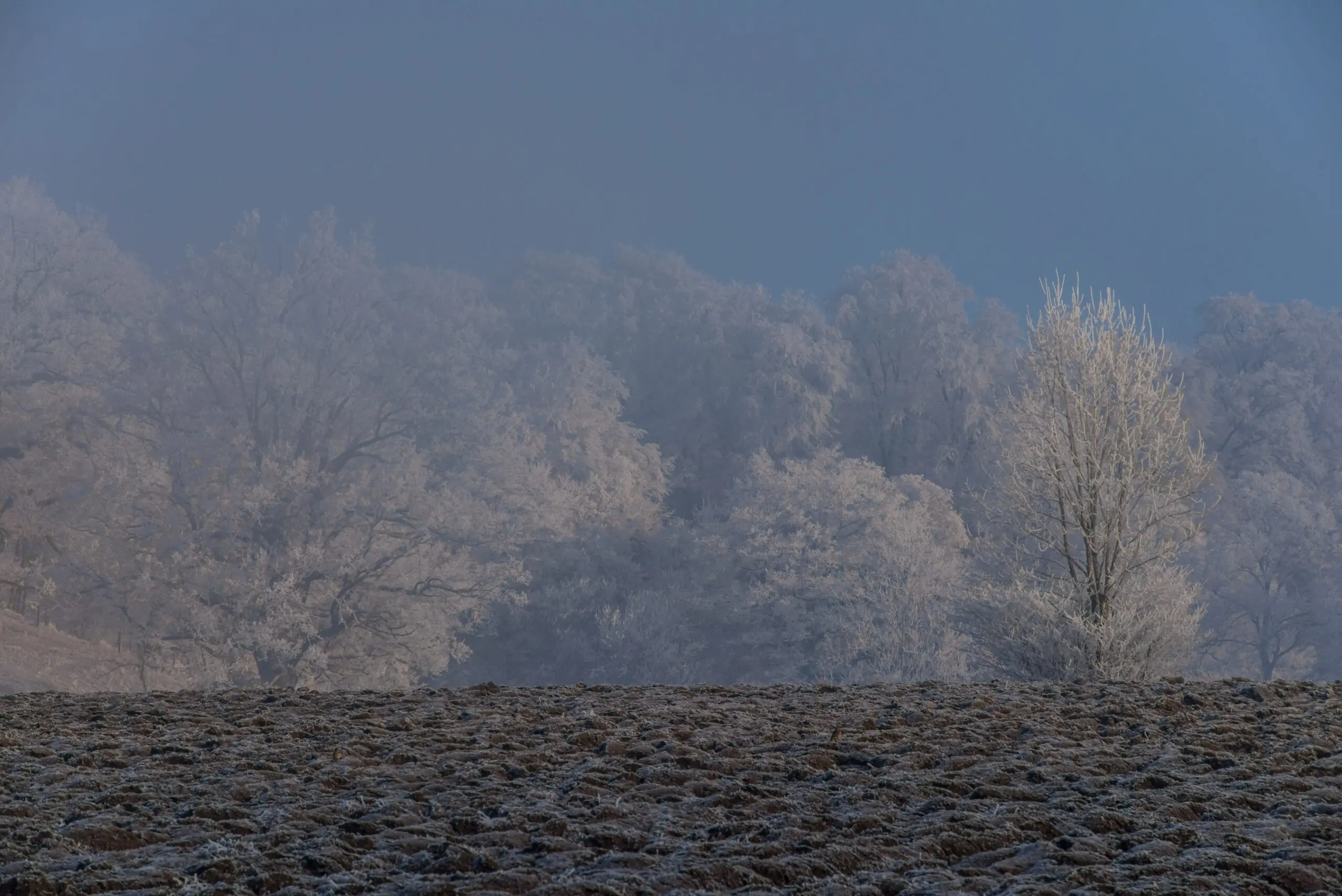 Wandbild (4488) Winterlandschaft präsentiert: Landschaften,Winter