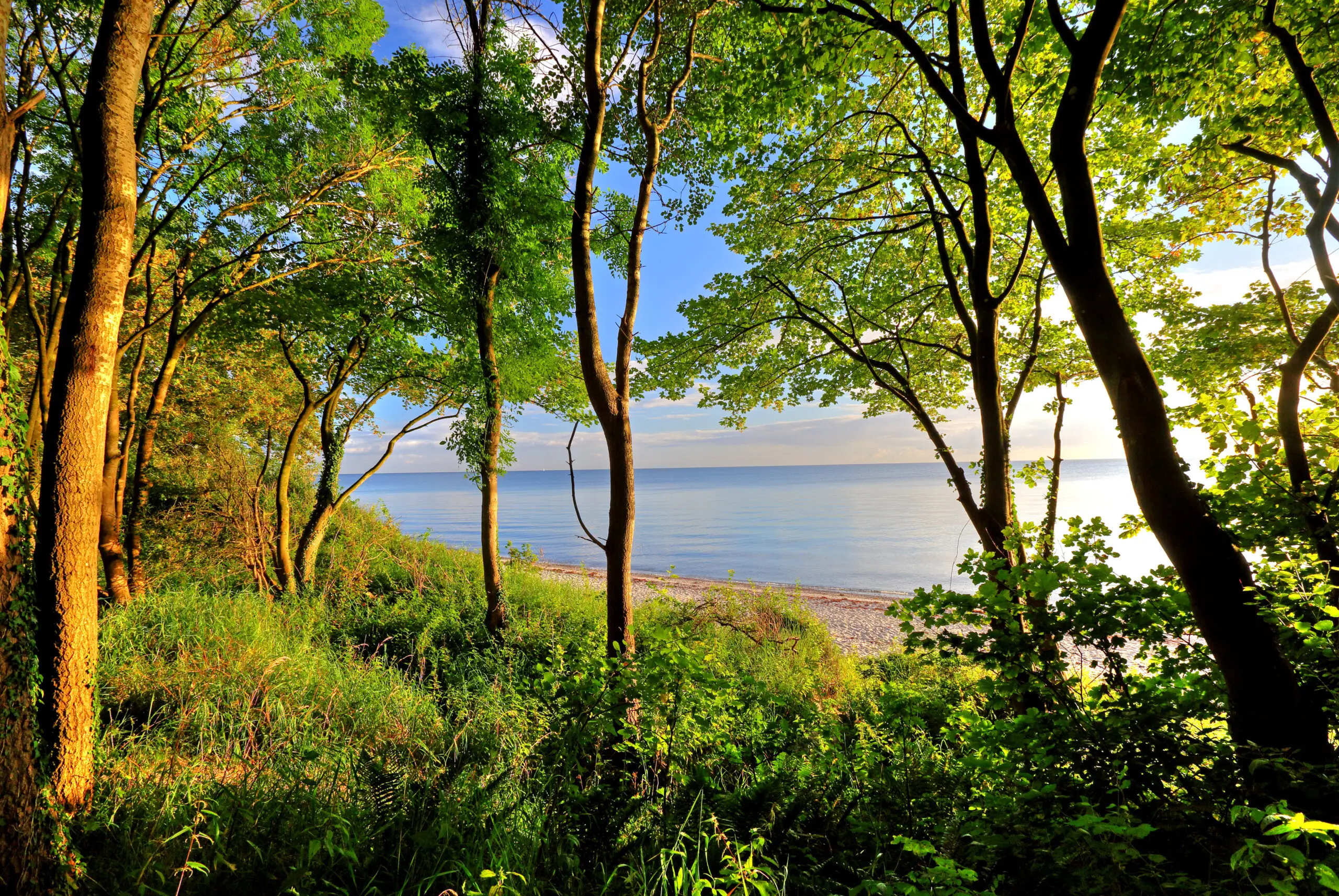 Wandbild (4696) Gräfenhain – Hochufer Ostsee präsentiert: Wasser,Natur,Landschaften,Bäume,Blätter,Gräser,Sommer,Strände,Wälder,Wege,Gewässer,Meere